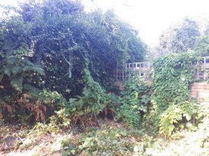 General Garden Maintenance in North West London, Golders Green