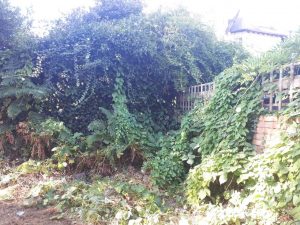 General Garden Maintenance in North West London, Golders Green