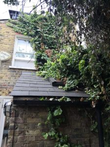Ivy removal in Southwest London, Putney